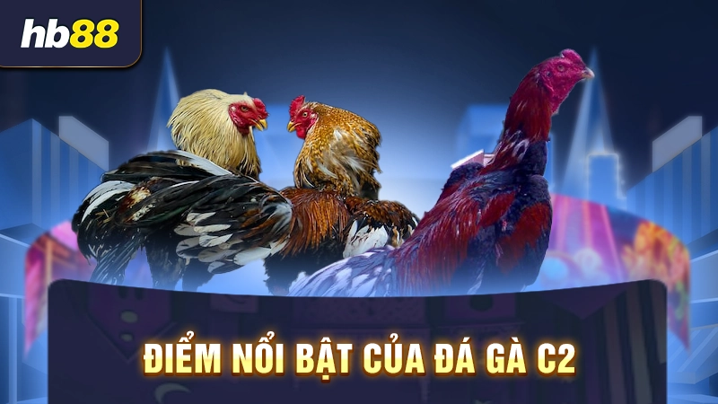 Đá Gà C2 Hôm Nay 2 Điểm nổi bật của đá gà C2