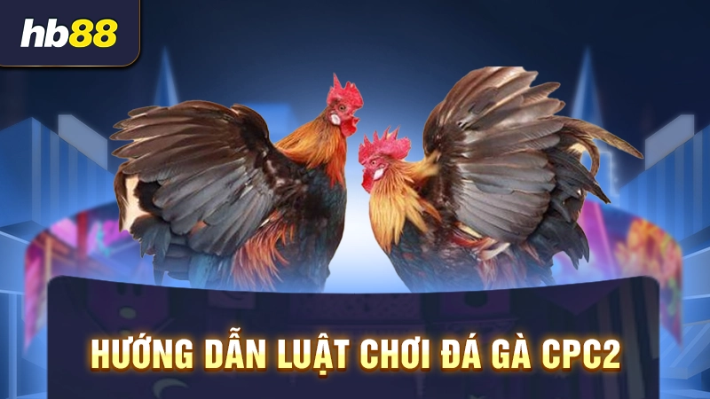Đá Gà C2 Hôm Nay 3 Hướng dẫn luật chơi đá gà CPC2