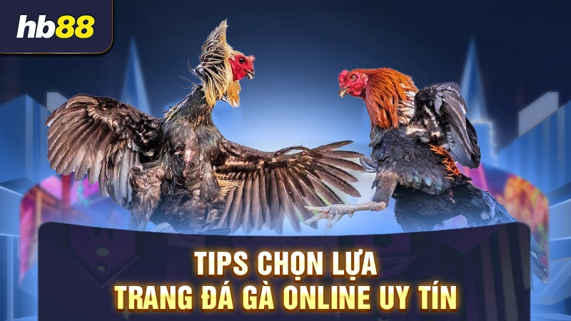 Trang Đá Gà Uy Tín 3 Tips chọn lựa trang đá gà online uy tín