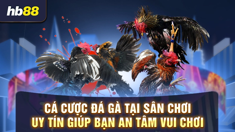 Trang Đá Gà Uy Tín 2 Cá cược đá gà tại sân chơi uy tín giúp bạn an tâm vui chơi